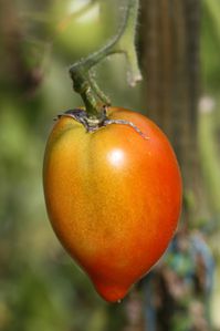 Tomates-d-automne--3-.JPG