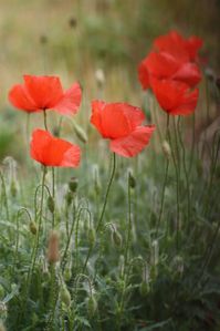 Coquelicots-20.O9.jpg