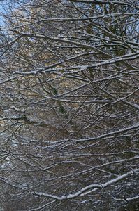 branches