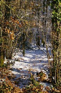sous bois