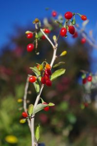 Goji sur pied