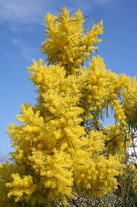 Acacia boormanii 24071 redimensionner