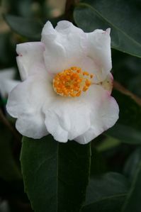 Camellia sasanqua 'Yoimashi' 15233