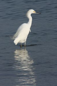 aigrette garzette 1684