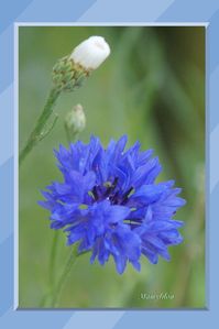 bleuet