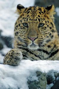 070419-leopards_big.jpg