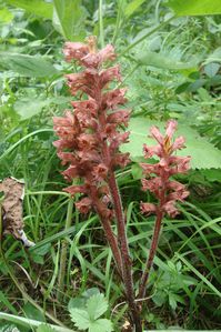 Orobanche bartlingii