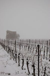 vigne sous la neige 3
