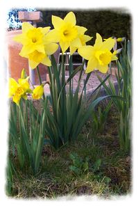 jonquilles