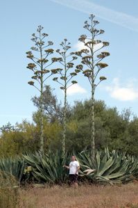 aloes