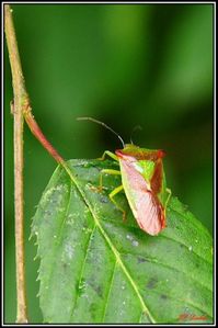PUNAISE ACANTHOSOMA HAEMORROIDALE 1