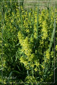 Galium-cruciata.JPG