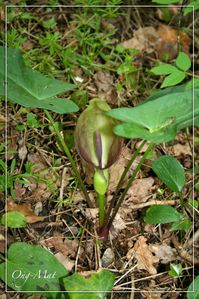 arum.maculata