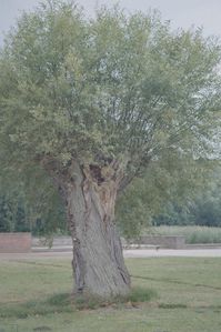 imm020_21A.jpg