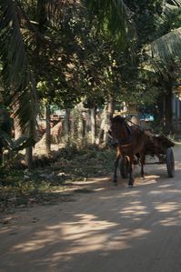 cambodge1 452