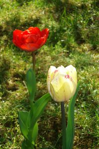 tulipes1