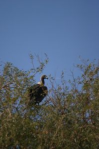 condor en haut de son arbre