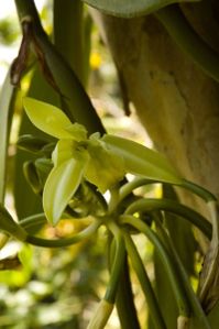 ile La Reunion Vanille Fleur 89880b588c8a4d08bcf31c925e86c0