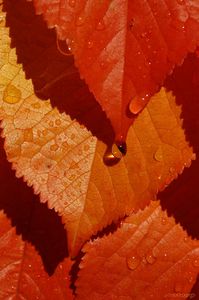 Feuilles-cerisier-automne-goutte-de-pluie.jpg