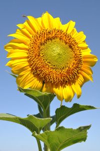 tournesol_large.jpg