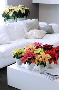 POINSETIA 2