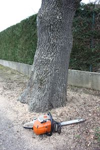 arbre-et-tronconneuse-coul.jpg