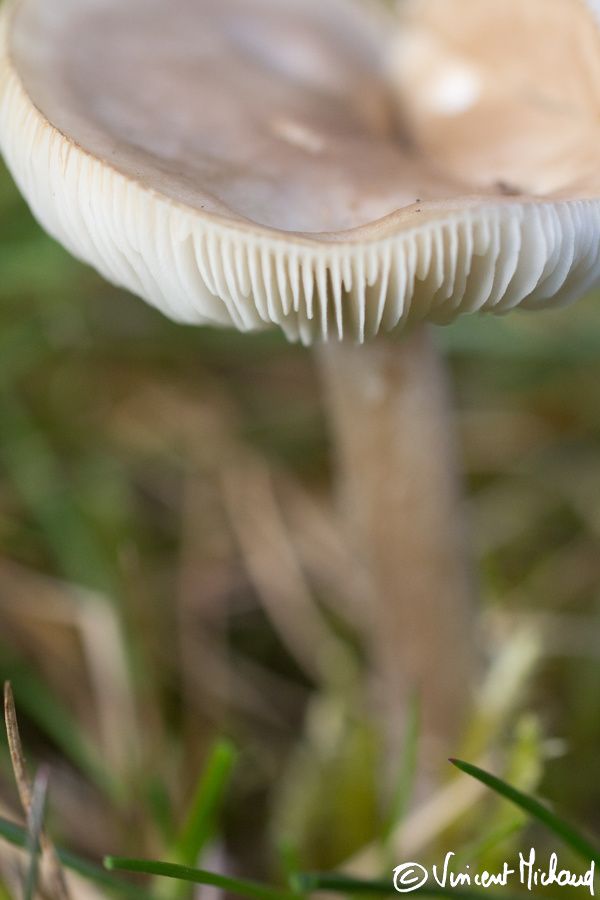 Champignon macro