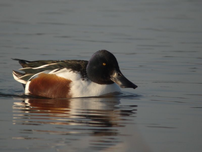 DSCN7421 canard souchet Marquanterre 80
