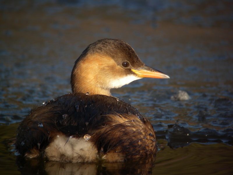 DSCN7497 grebe castagneux Marquanterre 80