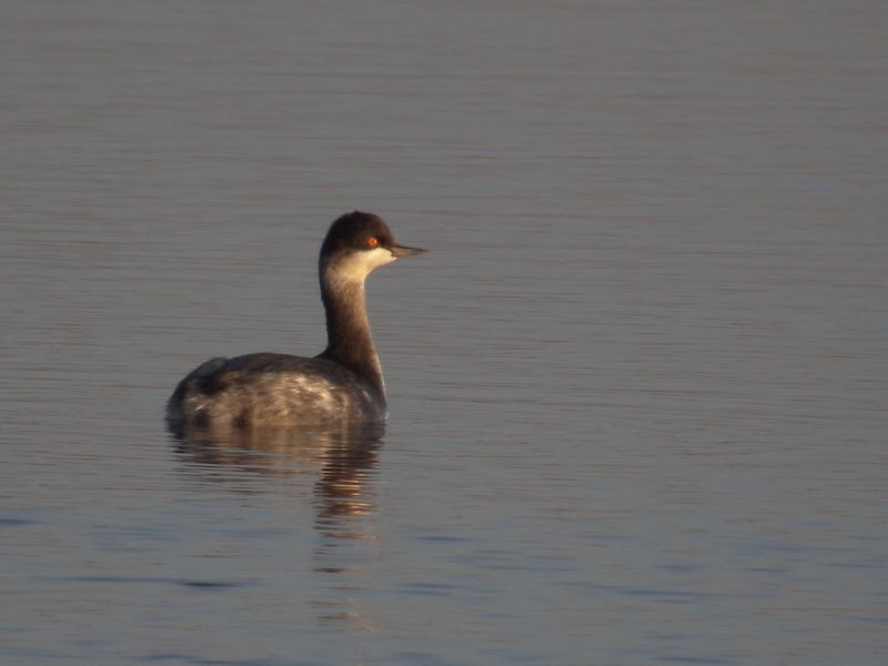 DSCN7620 grebe a cou noir Marquanterre 80