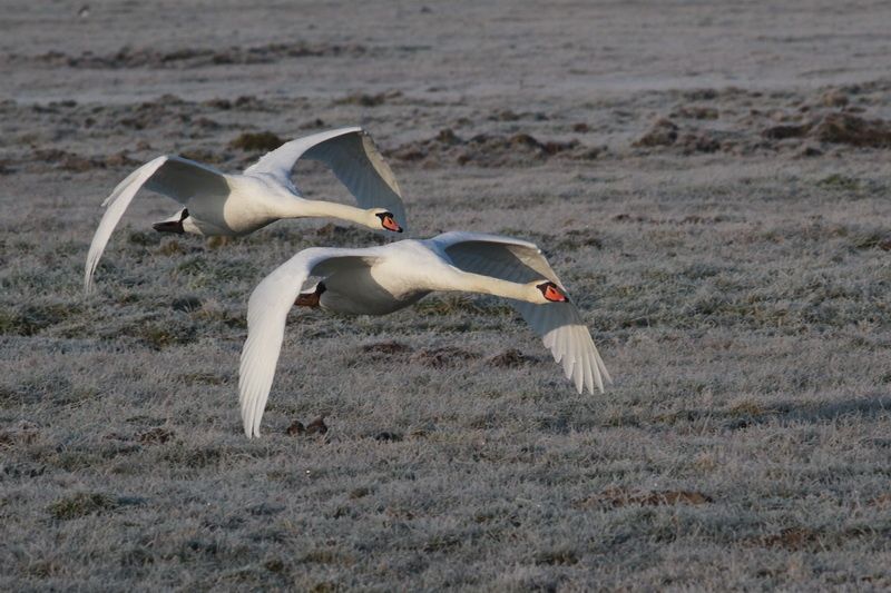 photos5 3302 cygne tubercule Marquanterre 80