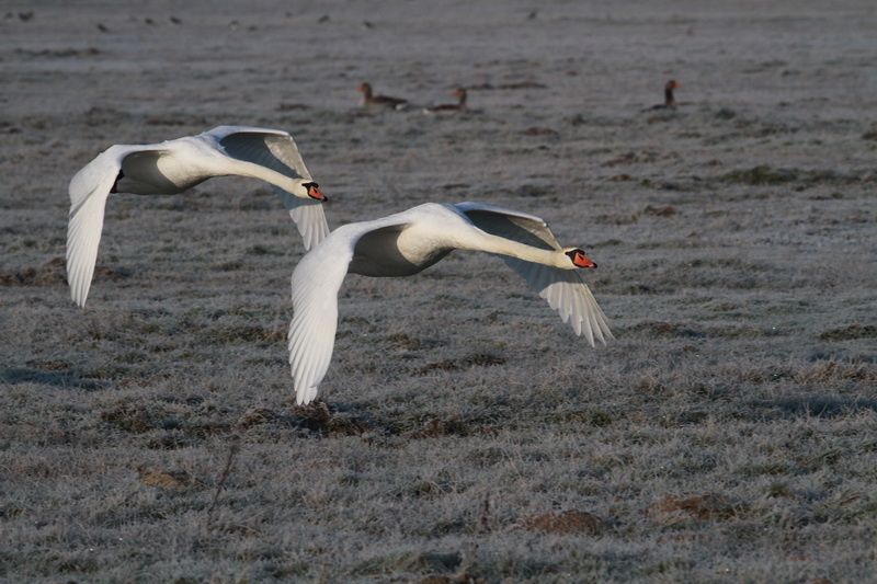 photos5 3303 cygne tubercule Marquanterre 80