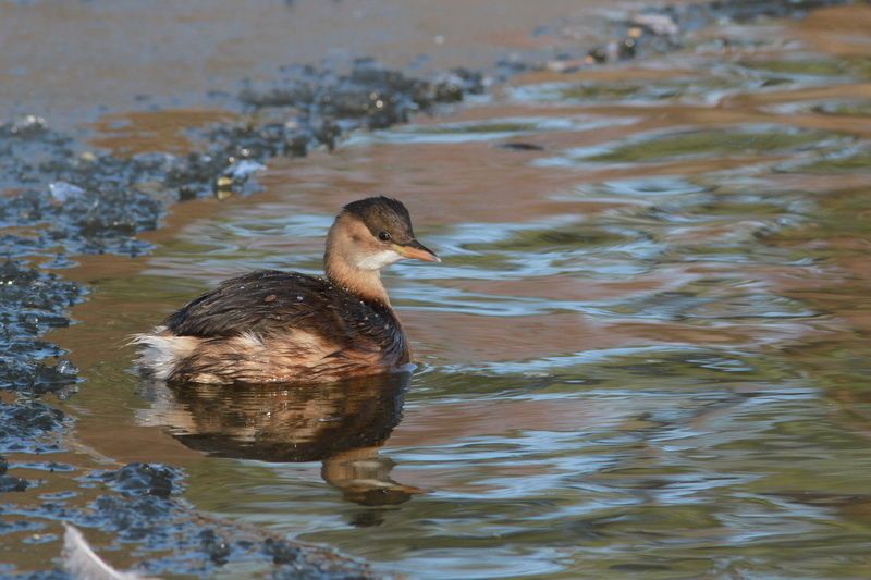 photos5 3373 grebe castagneux Marquanterre 80