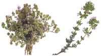 serpolet---bouquet-et-branches.png