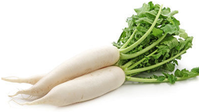 daikon---radis-blanc.png
