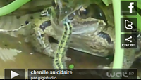 chenille-grenouille.PNG