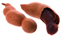 tamarin---rhizome.png