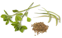 fenugrec---feuilles--gousses-graines.png