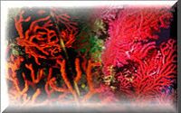 Corail2