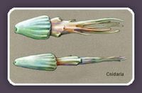 hagen-cnidaria.jpg