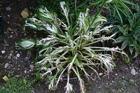 undulata avant 03 07 07