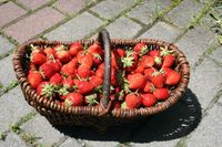 panier fraises 1