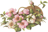 CAJOLINE124014481785_gros.png