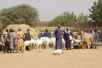 Mali, Pays dogon, marché aux bestiaux de Douentza