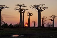 Madagascar, Monrondava, l'allée des baobabs