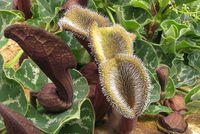 aristolochia-chilensis.jpg