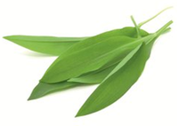 ail-des-ours---feuilles.png