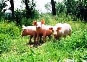 animal porc cochon