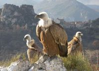 vautours-fauves-du-verdon-copie-1.jpg