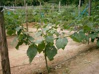 Physalis.jpg